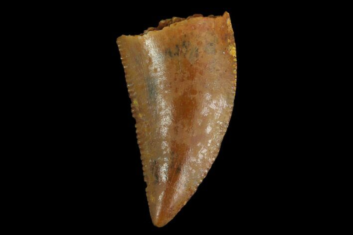Serrated, Raptor Tooth - Real Dinosaur Tooth #130332